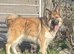 Male & female German Shepherds