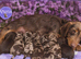 Beautiful Miniature Dachshund Puppies Ready Now