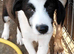 Meet PANDA - a Superb Young Boy for a Loving Home