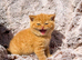 Full Pedigree Red British Shorthair Kittens