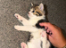 2 boy kittens