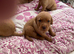 Pedigree fox red Labrador puppies