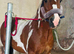Approx 14.2hh all rounder type