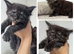 XXL Russian Mainecoons kittens