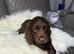 Lovely boy for sale