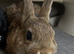 1 buck left now. Lovely Netherland dwarf baby rabbits.