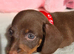 Stunning Miniature Dachshunds