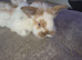 Lion head and lop ear baby rabbits