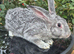 Beautiful Rare Blue/Grey New Zealand bunny's
