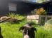 2 bulldog staffy pocket bully mastiff cross puppies available