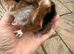 Handsome baby guinea pigs available in May.