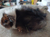 Cuddly sows, and boars
