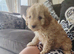 Cavapoo puppies