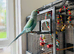 Indian Ringneck