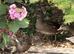 Mandarin, tufted young ducks