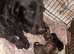 Cocker spaniel puppies