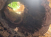 Bearded dragon