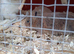 Beautiful baby bunnies