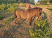 Registered standard shetland colt foal