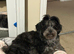 Beautiful Litter of Shihpoochon Puppies