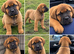 PRESA CANARIO &times; ROTTWEILER MALE PUPPY