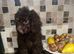 miniature poodle pups