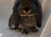 ALL RESERVED. Pure bred French lop litter