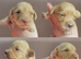 Cream kc reg Mini long hair Dachshunds