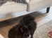 Black Pom/pug