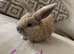 Baby lops ready for there forever homes 21st may