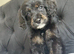 F1 cockapoo puppies