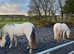 livery available