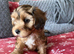Beautiful 8 weeks old Maltipoo girl is ready to go