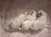 3 kittens 5 weeks old
