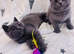 British Shorthair Kitten