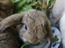 Mini Lop and Rex Cross
