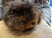 Minipli Boar *Rare breed*