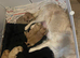 Golden doodle puppies
