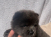 Chow chow puppies for sale