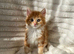 Cute fluffy half mainecoon kitten