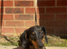 Amazing black/tan dapple boy