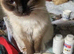 Birman Seal Point last seen around Gladstone road