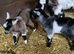 Pygmy Goats
