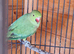 Parrots for sale