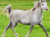 Adorable 2yr old filly