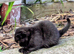 2 kittens