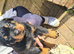 LARGE PURE BRED CHUNKY ROTTWEILER PUPPIES FOR SALE