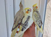 Super silly hand tamed baby cockatiels