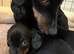 Exceptional Dachshund Puppies