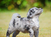 Beautiful litter of Merle cockapoos
